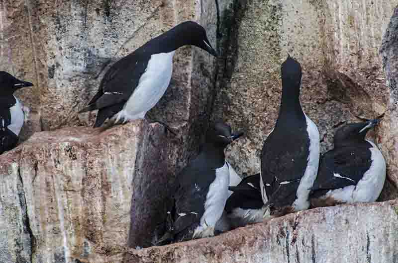 Thick-billed Murre o Arao de Pico Ancho - islas Svalbard - Noruega 2.jpg